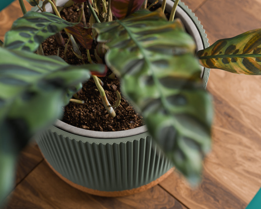 The Rivo — Rhythm in Every Line